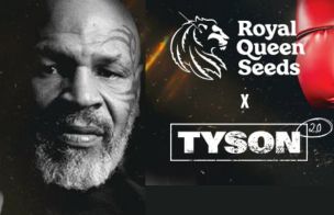 Royal Queen Seeds