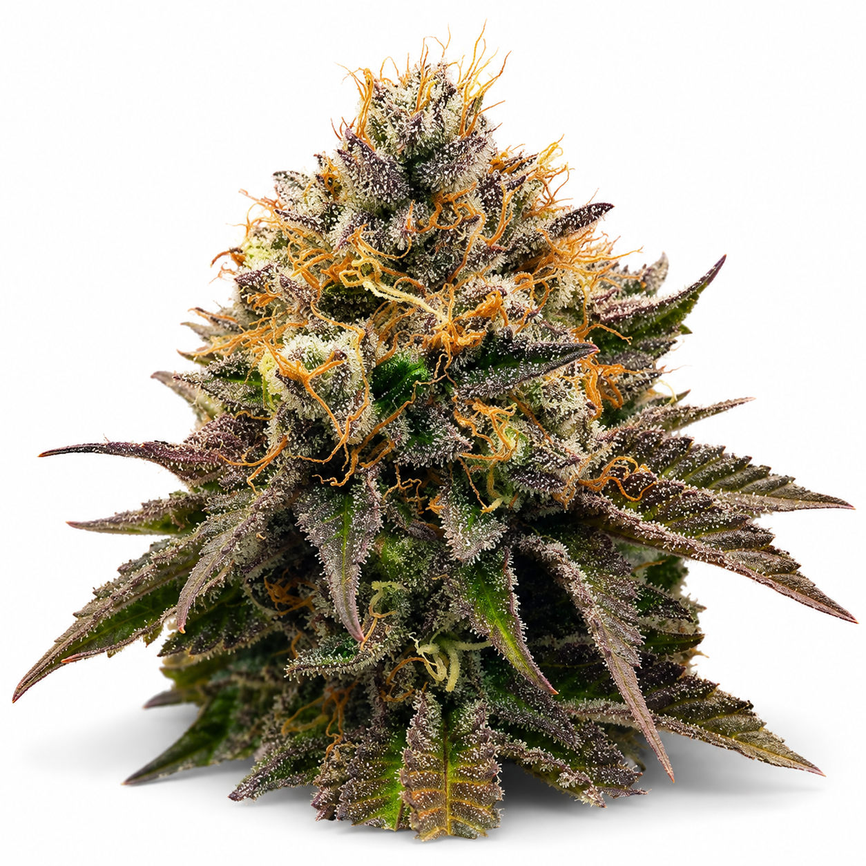 Free OG Kush Gratis-Samen